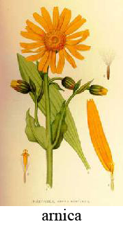 arnica.jpg